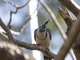White-throated Magpie-Jay (Calocitta formosa)