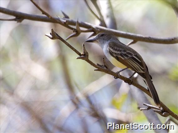 Brown-crested Flycatcher (Myiarchus tyrannulus)