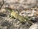 Green Iguana (Iguana iguana)