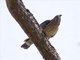 Sharp-shinned Hawk (Accipiter striatus)