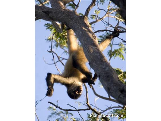 Central American spider monkey (Ateles geoffroyi)