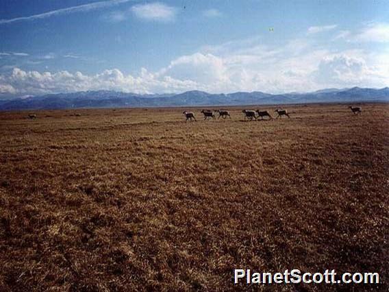 ANWR Caribou