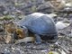 White-lipped Mud Turtle (Kinosternon leucostomum)