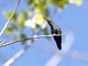 Steely-vented Hummingbird (Amazilia saucerrottei)