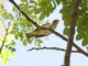 Lesser Greenlet (Hylophilus decurtatus)
