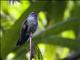 Stripe-tailed Hummingbird (Eupherusa eximia) - Male