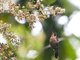 Variable Mountain-gem (Lampornis castaneoventris)