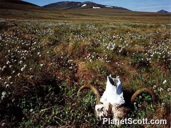 Musk Ox Skull, Arctic National Wildlife Refuge