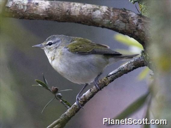 Tennessee Warbler (Leiothlypis peregrina)