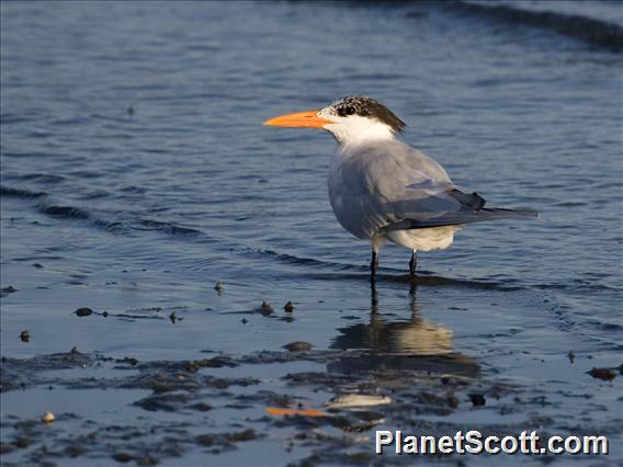 Royal Tern (Sterna maxima)