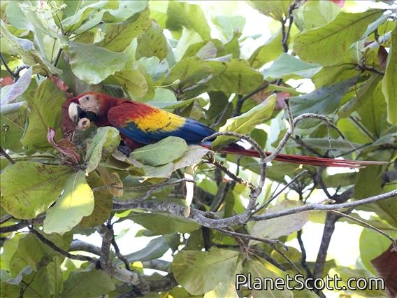 Scarlet Macaw (Ara macao)