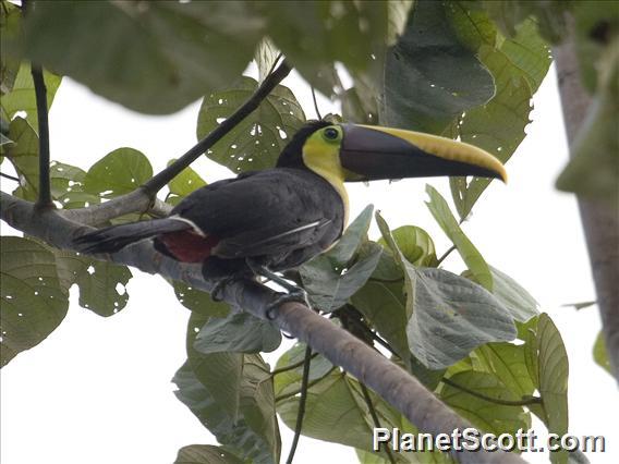 Yellow-throated Toucan (Ramphastos swainsonii)