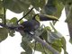 Chestnut-mandibled Toucan (Ramphastos swainsonii)