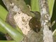 Red-rumped Woodpecker (Veniliornis kirkii)