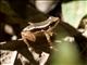 Rainforest Rocket Frog (Silverstoneia flotator)