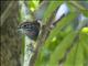 Riverside Wren (Thryothorus semibadius)