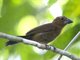 Blue-black Grosbeak (Cyanocompsa cyanoides) - Female
