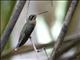 Band-tailed Barbthroat (Threnetes ruckeri)