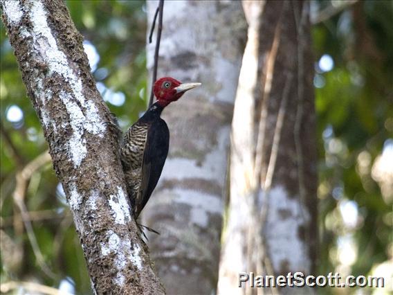 Pale-billed Woodpecker (Campephilus guatemalensis)