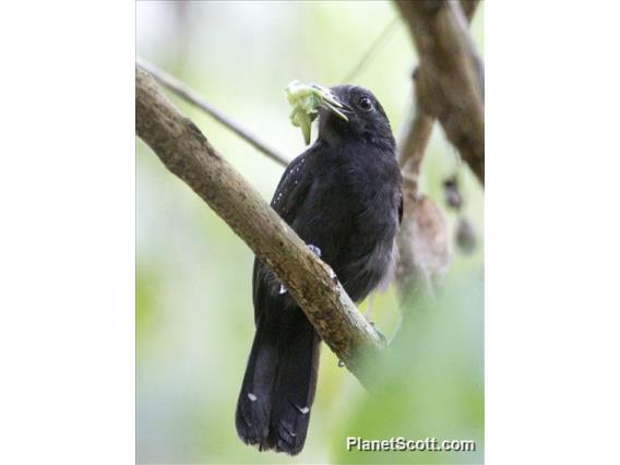 Black-hooded Antshrike (Thamnophilus bridgesi) - Male