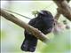 Black-hooded Antshrike (Thamnophilus bridgesi) - Male