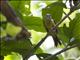 White-shouldered Tanager (Tachyphonus luctuosus) - Female