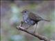 Ruddy-capped Nightingale-Thrush (Catharus frantzii)