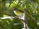 Rufous-browed Peppershrike (Cyclarhis gujanensis)