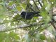 Yellow-thighed Finch (Pselliophorus tibialis)