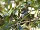 Black-cheeked Warbler (Basileuterus melanogenys)