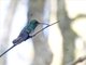 Green-breasted Mango (Anthracothorax prevostii)