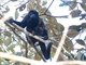 Mantled Howler Monkey (Alouatta palliata)