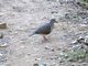 Grey-headed Dove (Leptotila plumbeiceps)