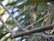 Yellow-green Vireo (Vireo flavoviridis)