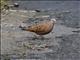 Ruddy Ground-Dove (Columbina talpacoti) - Male