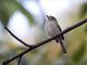 Yellow-olive Flycatcher (Tolmomyias sulphurescens)