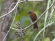Red-crowned Ant-Tanager (Habia rubica) - Male