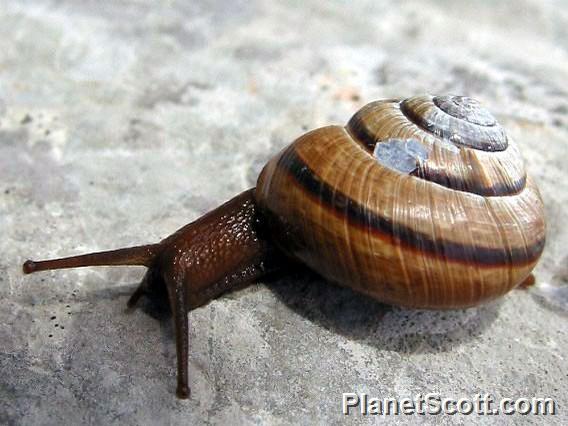 Copse Snail Arianta arbustorum