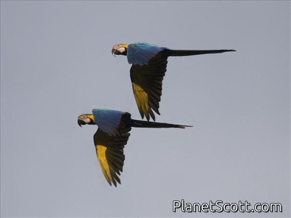 Blue-and-yellow Macaw (Ara ararauna)