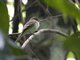 Alder Flycatcher (Empidonax alnorum)
