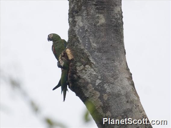 Chestnut-fronted Macaw (Ara severa)