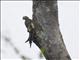 Chestnut-fronted Macaw (Ara severa)