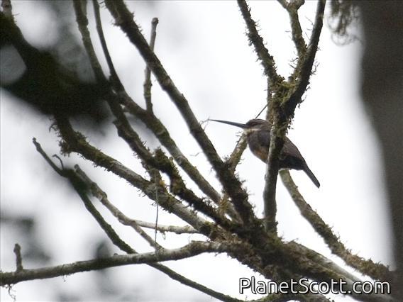 Dusky-backed Jacamar (Brachygalba salmoni)