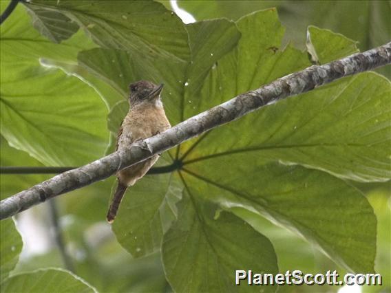 Barred Puffbird (Nystalus radiatus)