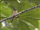 Barred Puffbird (Nystalus radiatus)