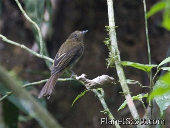 Brownish Twistwing (Cnipodectes subbrunneus)