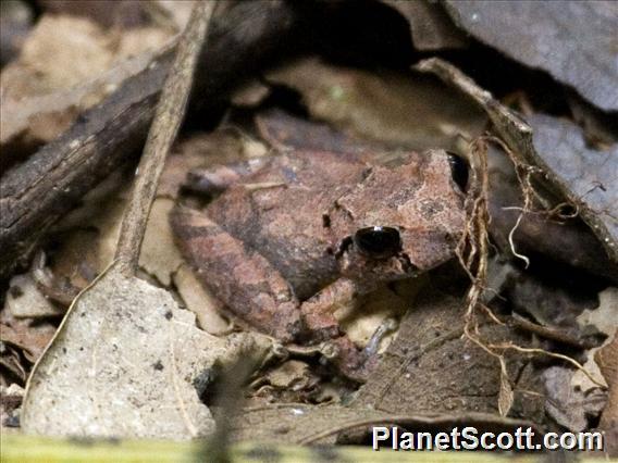 Rainforest Frog (Pristimantis-taeniatus)