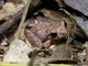 Spine-ridged Toad (Bufo typhonius )
