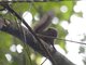 Alfaros Pygmy Squirrel (Microsciurus alfari)