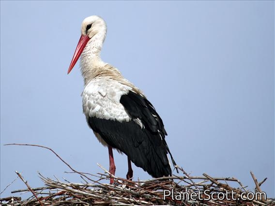 White Stork (Ciconia ciconia)